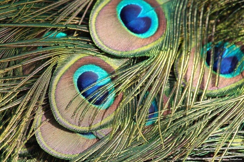 Close-up of peacock feathers