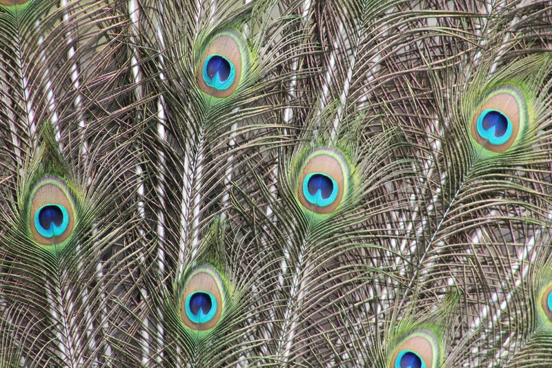 close-up of peacock feathers
