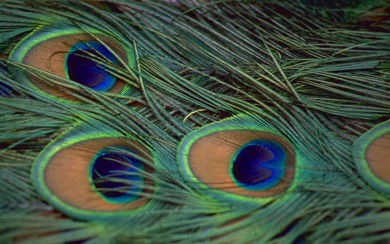 Close-up of peacock feathers