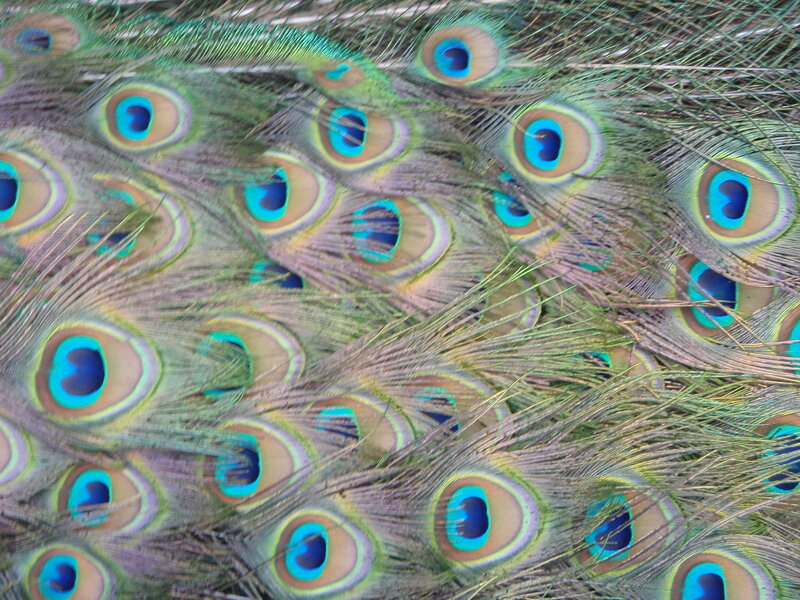 Close-up of peacock feathers