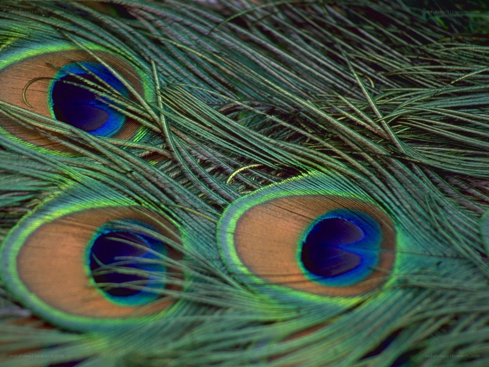 Close-up of peacock feathers