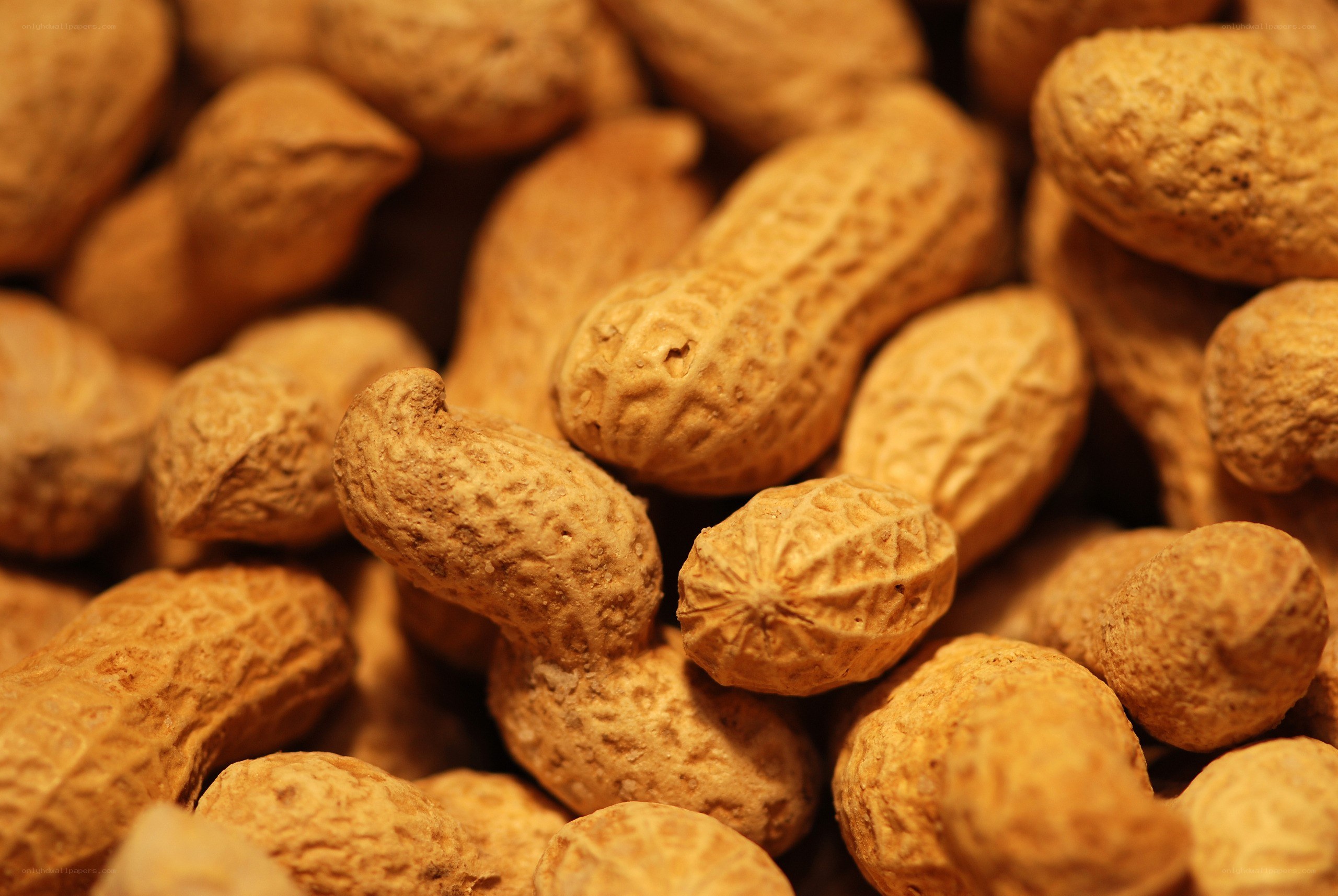 close-up of peanuts in shells