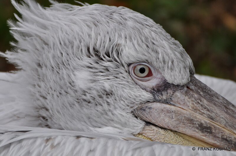 Close-up of Pelican Head