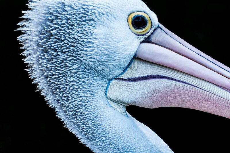 Close-up of Pelican Head — White