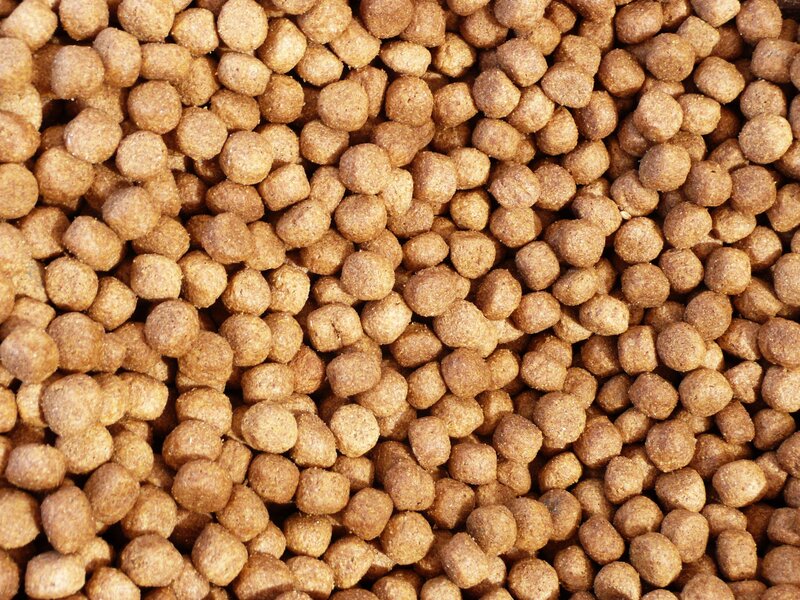 close-up of pet food pellets