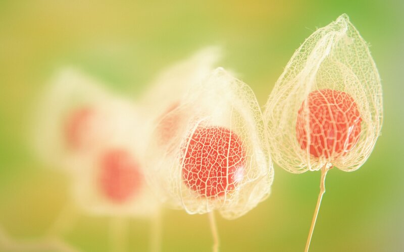 Close-up of physalis fruits