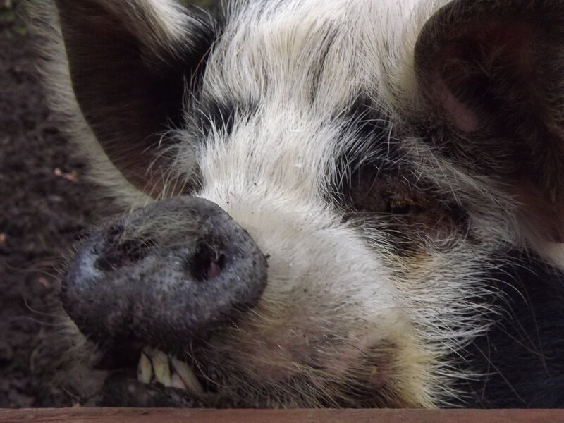 Close-up of Pig Face