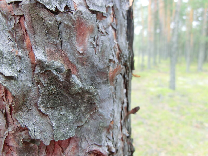 Close-up of Pine Bark