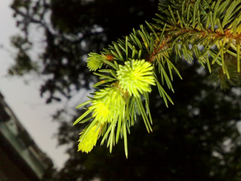 Close-up of pine branch