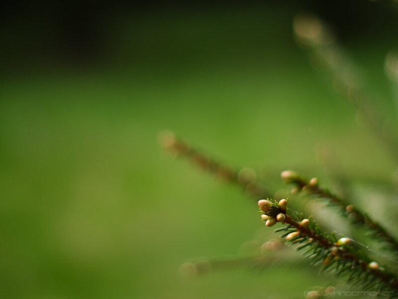 Close-up of pine branch