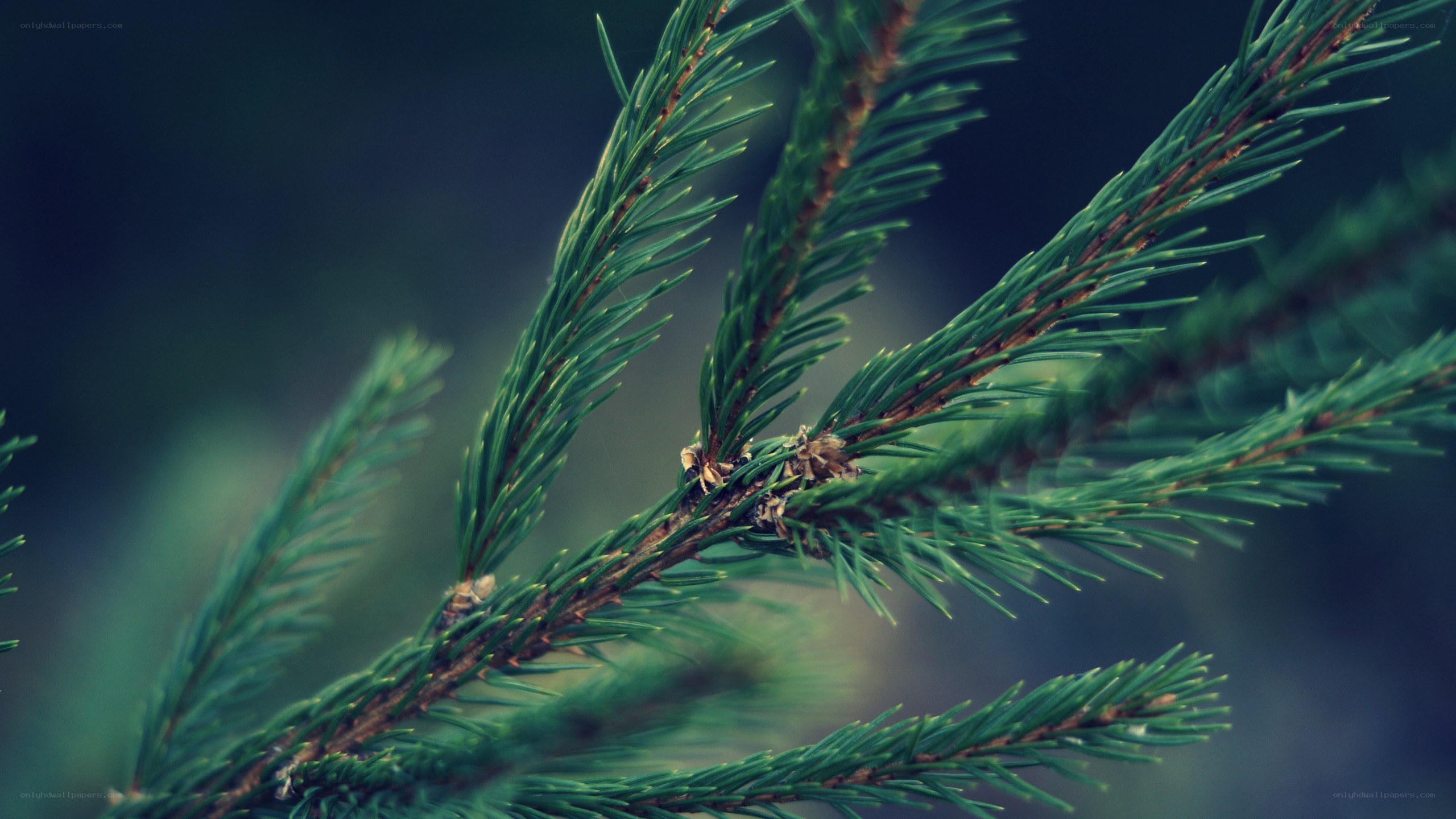 Close-up of pine branch