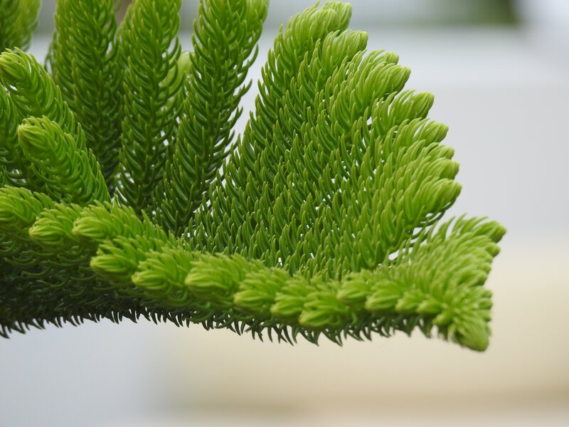 Close-up of Pine Branch — Green