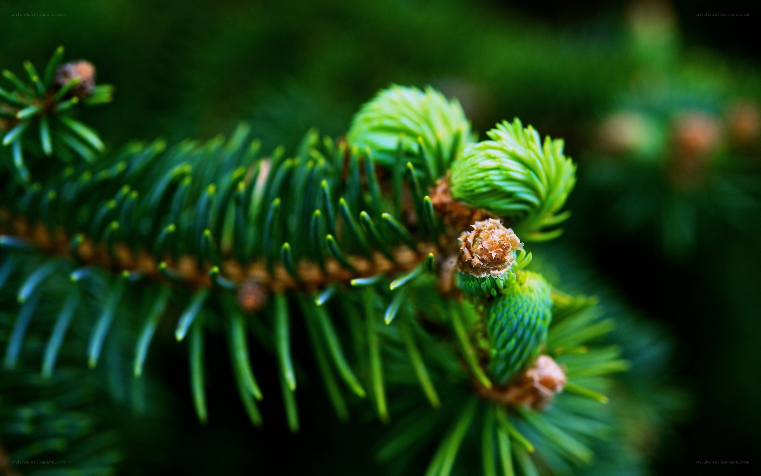 Close-up of pine branch