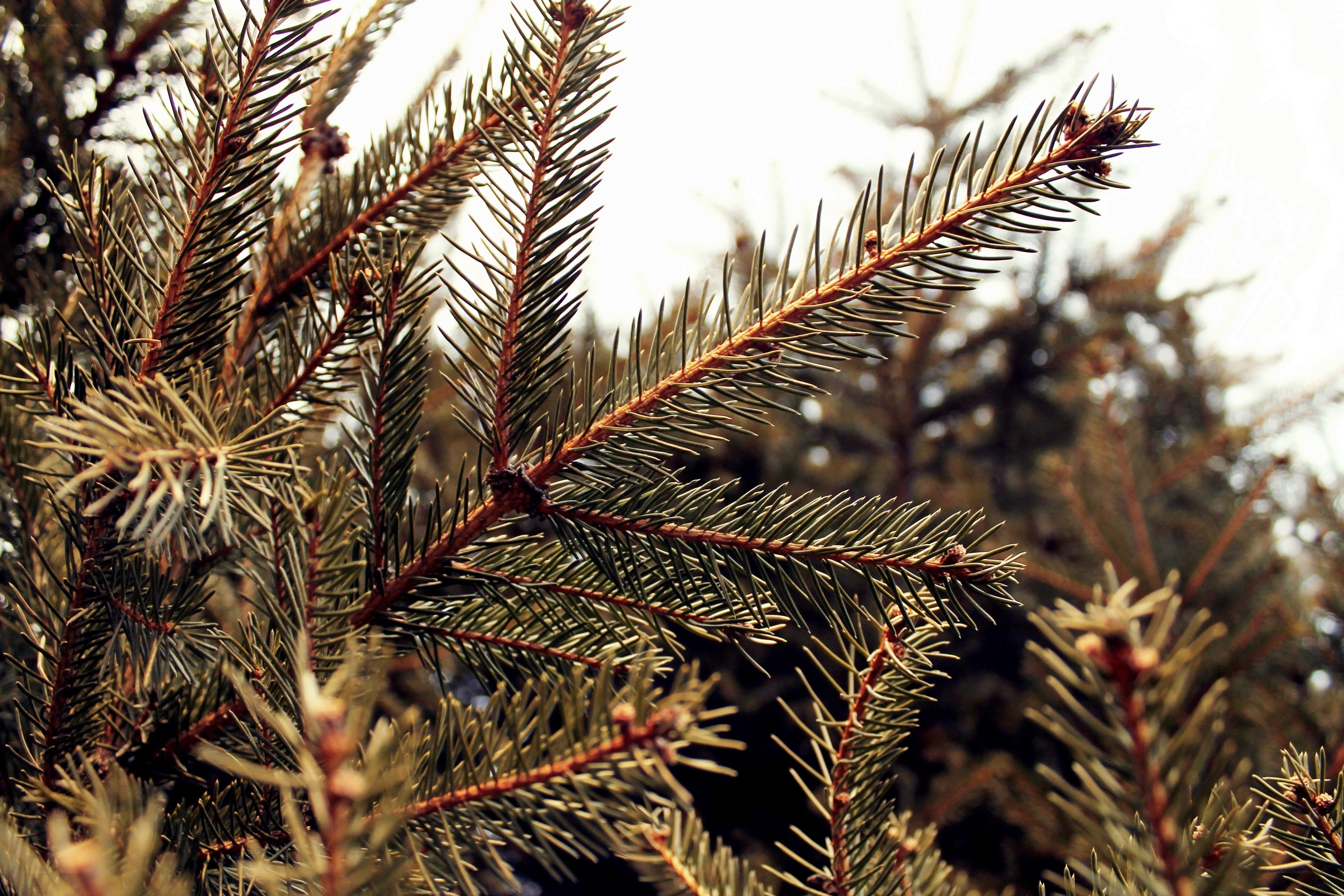 Close-up of pine branches
