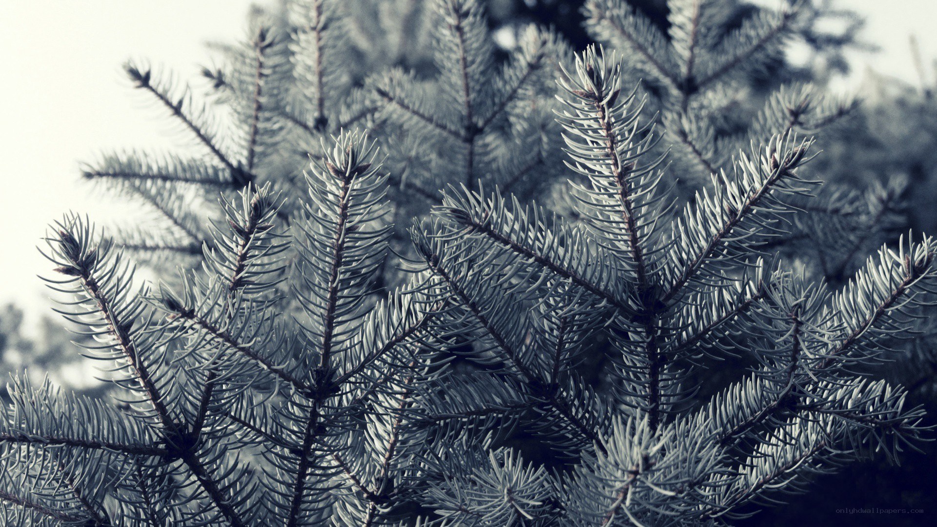close-up of pine branches