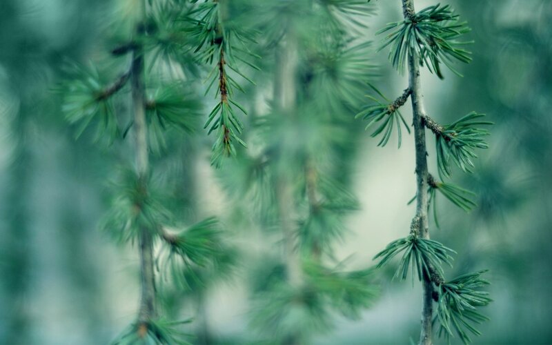Close-up of Pine Branches — Green