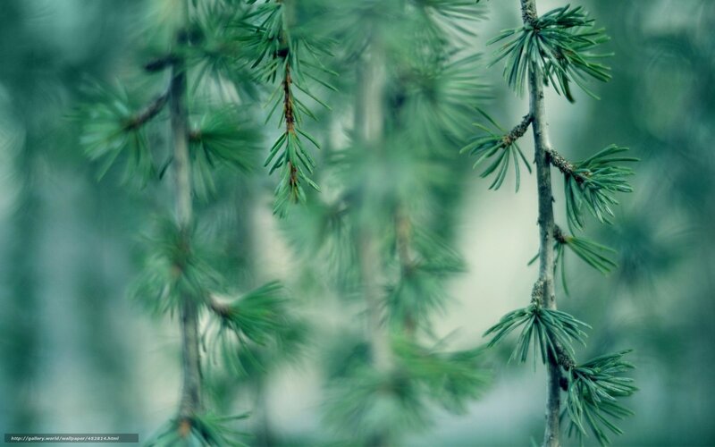 Close-up of pine branches