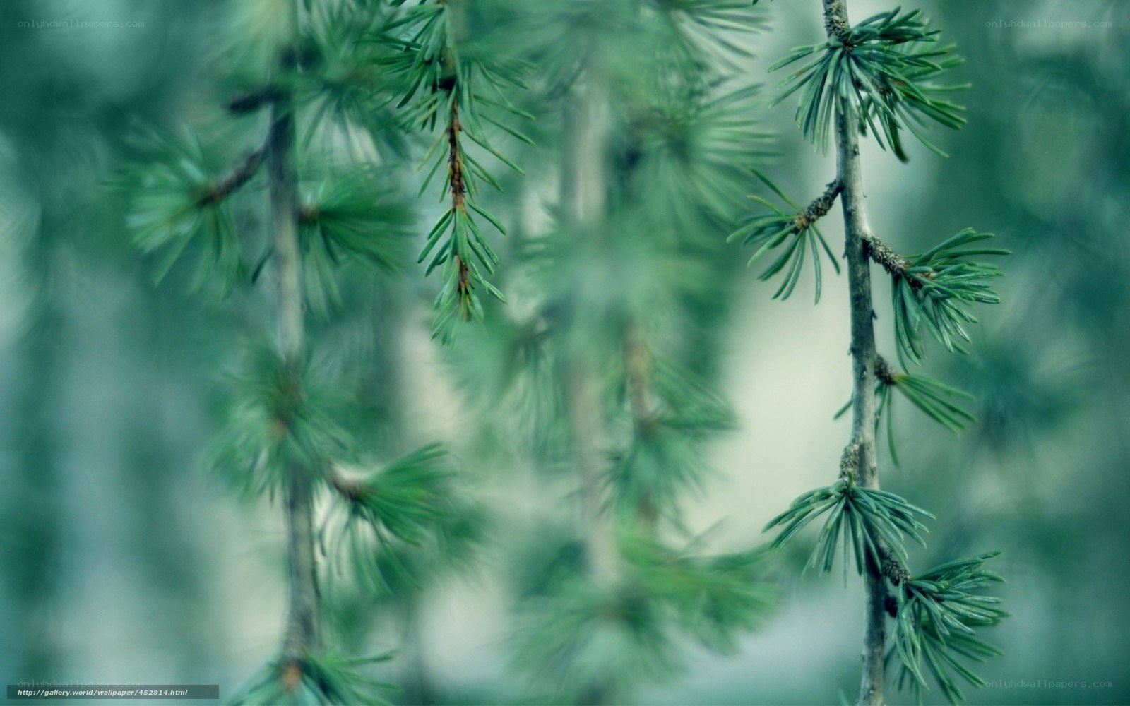 Close-up of pine branches