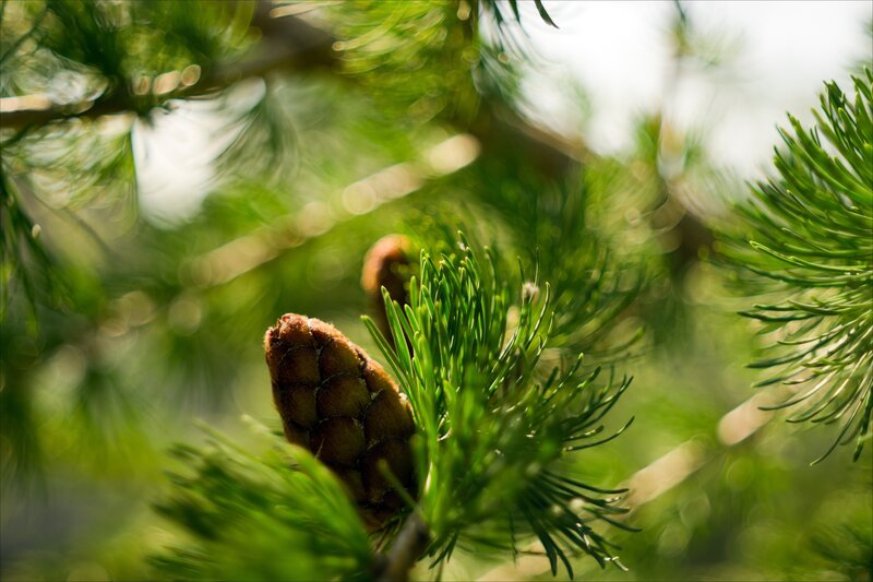 Close-up of pine cone and needles