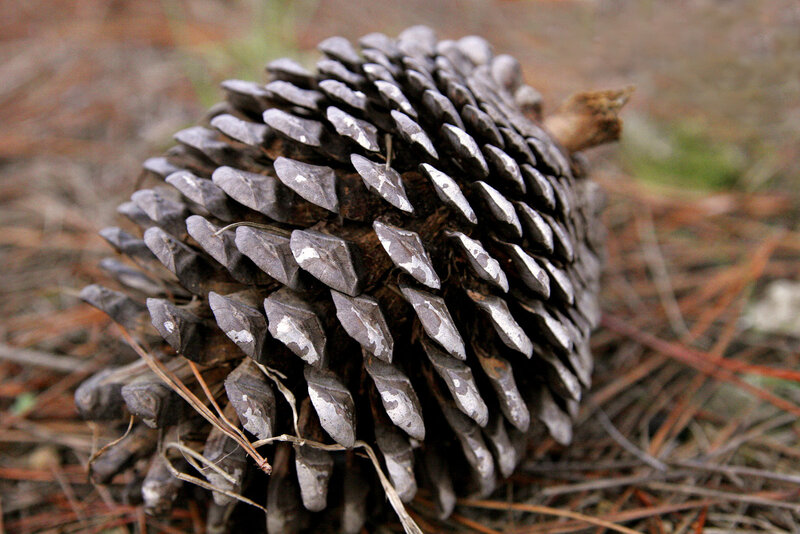 Close-up of Pine Cone — Brown