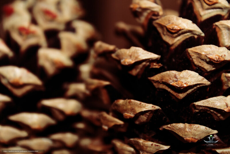 Close-up of pine cone scales