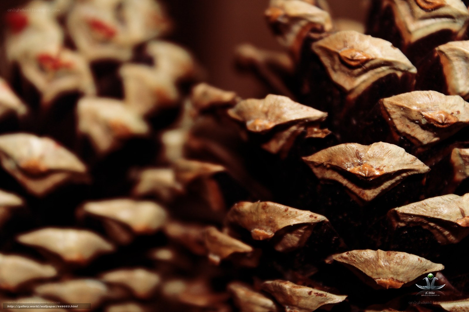 Close-up of pine cone scales