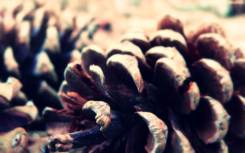 Close-up of pine cones