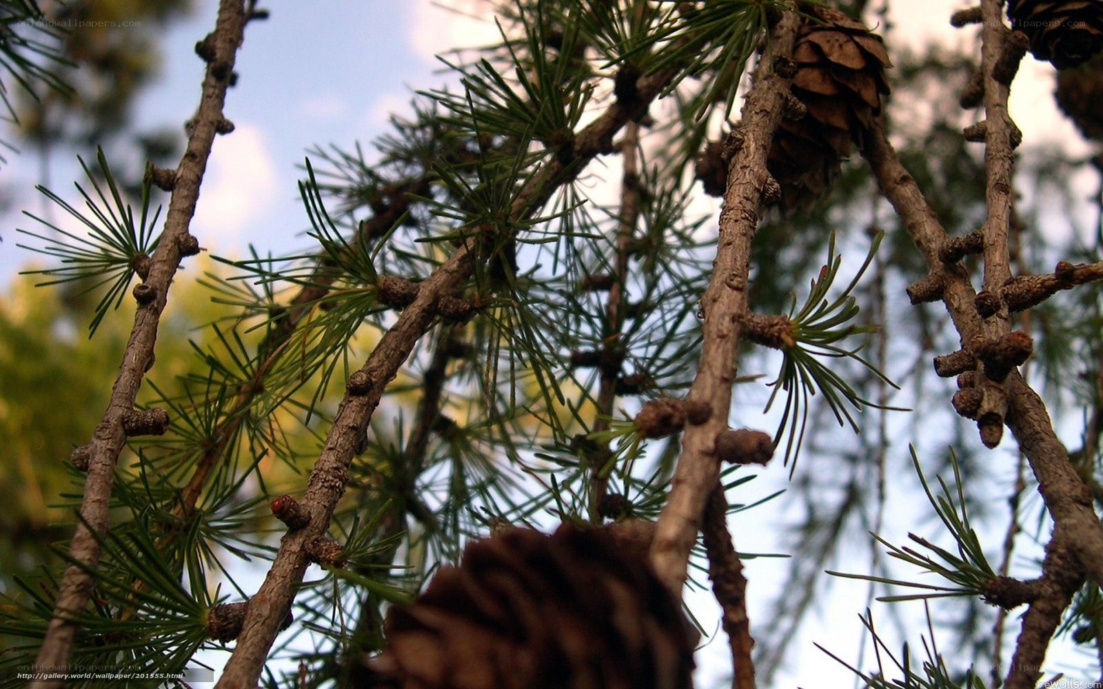 Close-up of pine cones and branches