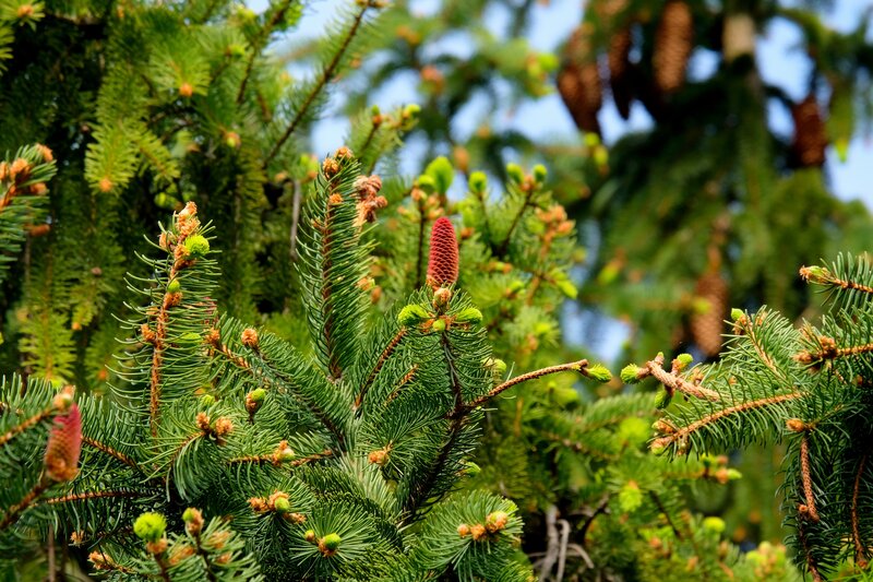 Close-up of pine cones and needles