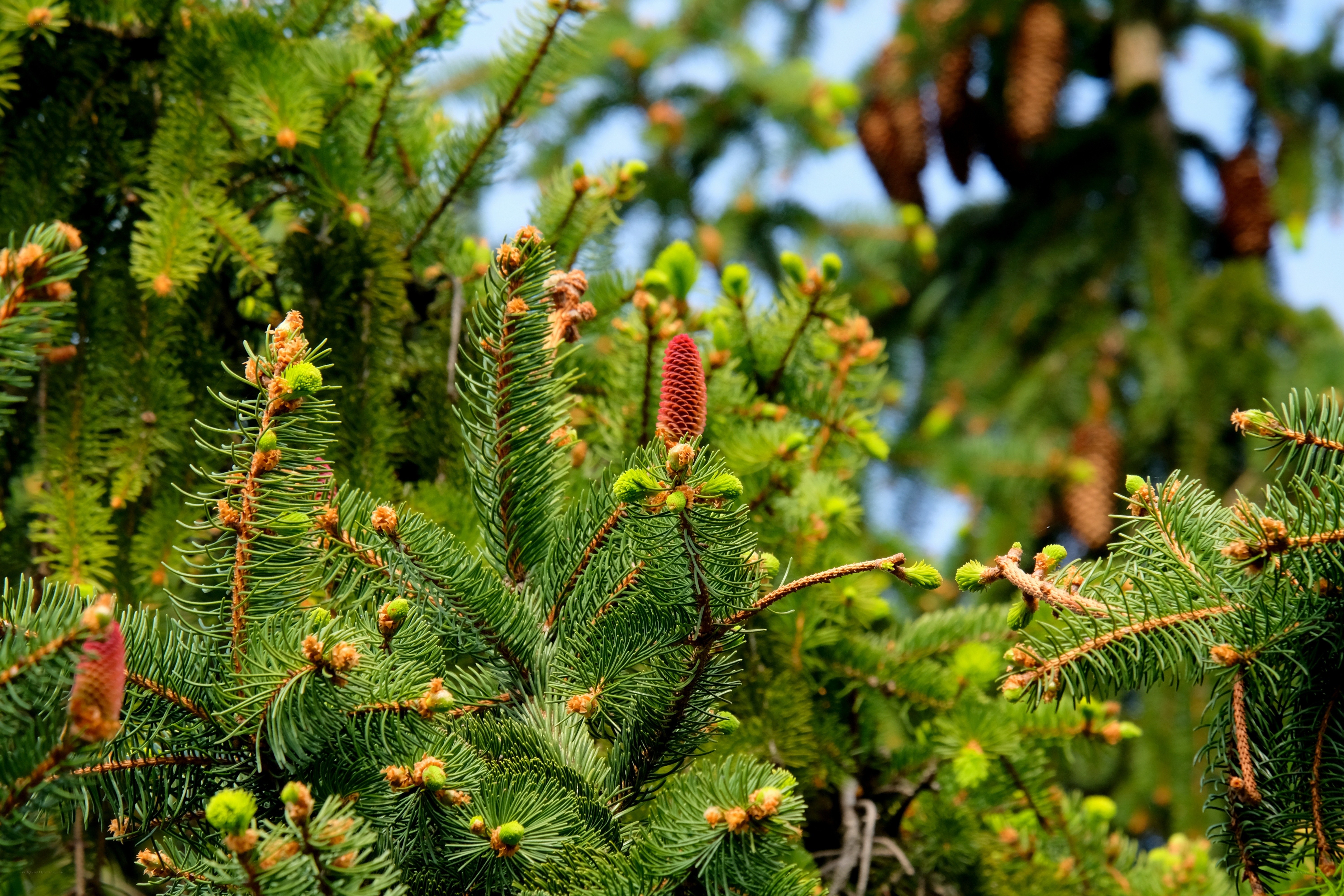 Close-up of pine cones and needles