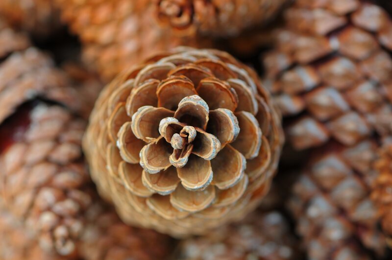 Close-up of Pine Cones — Brown