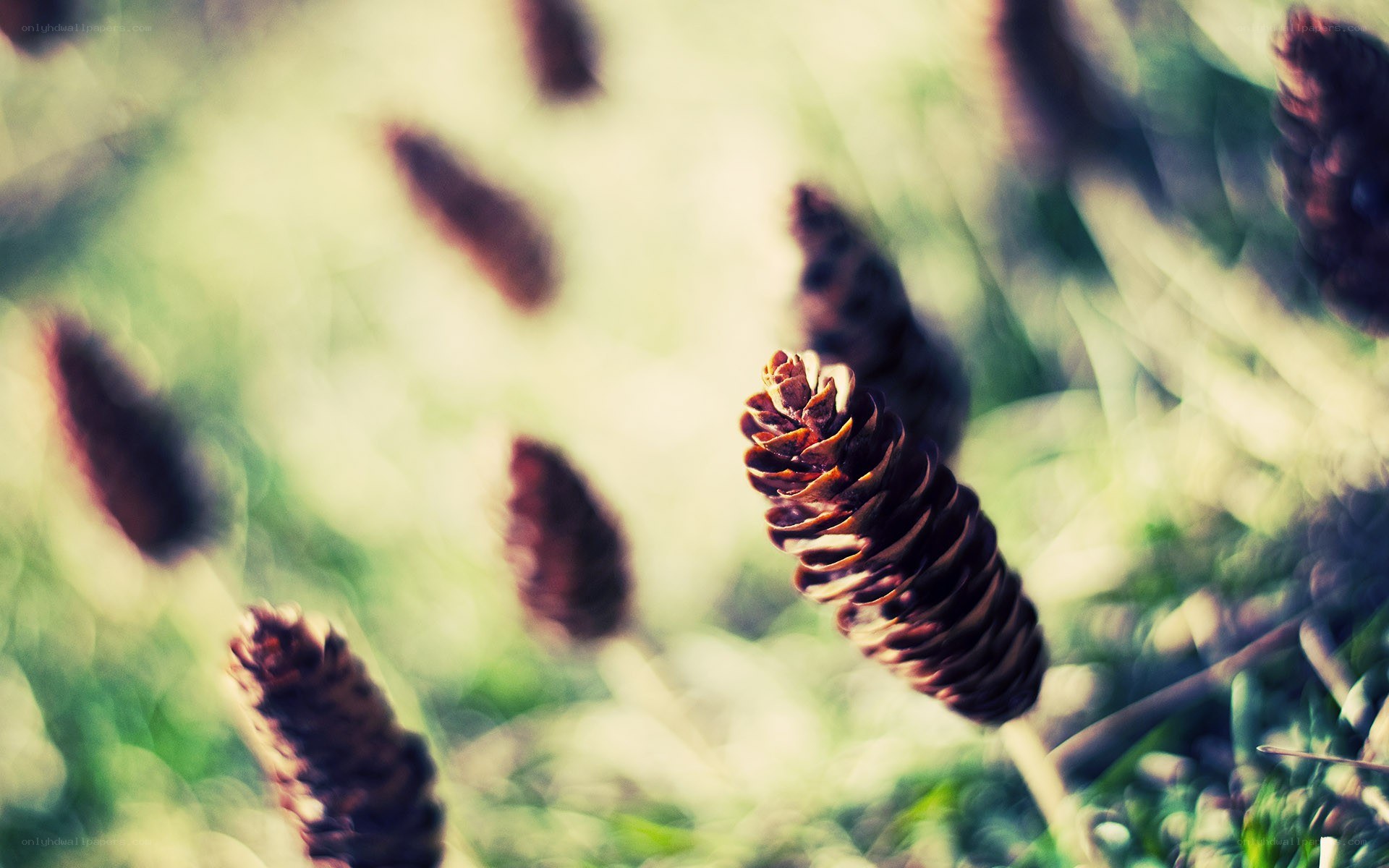 Close-up of pine cones in grass