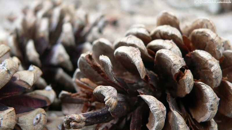 Close-up of pine cones