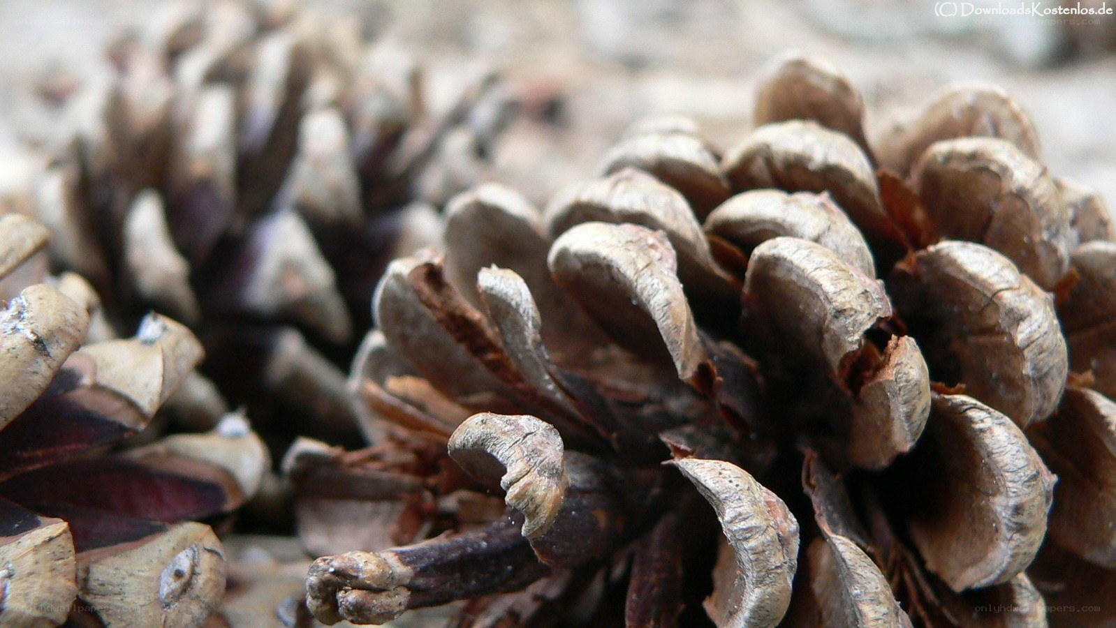 Close-up of pine cones