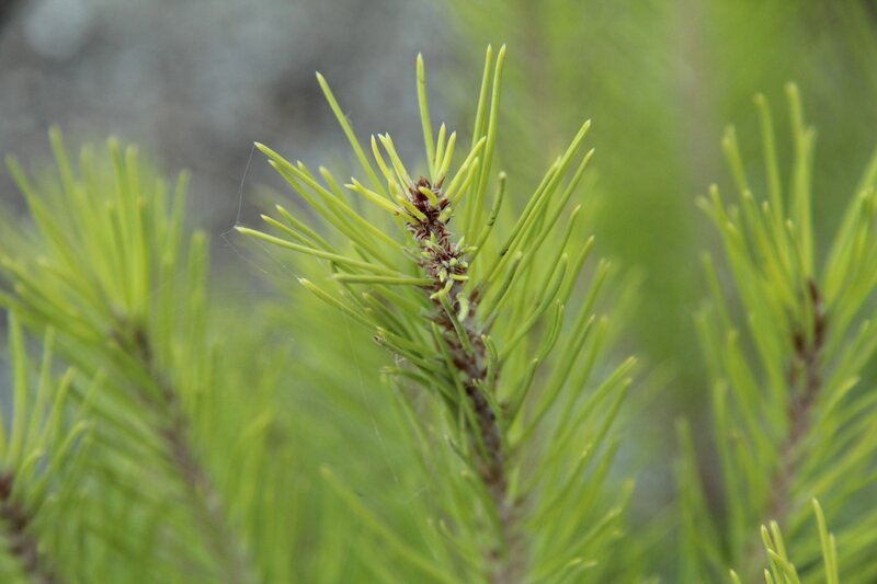 Close-up of pine needles