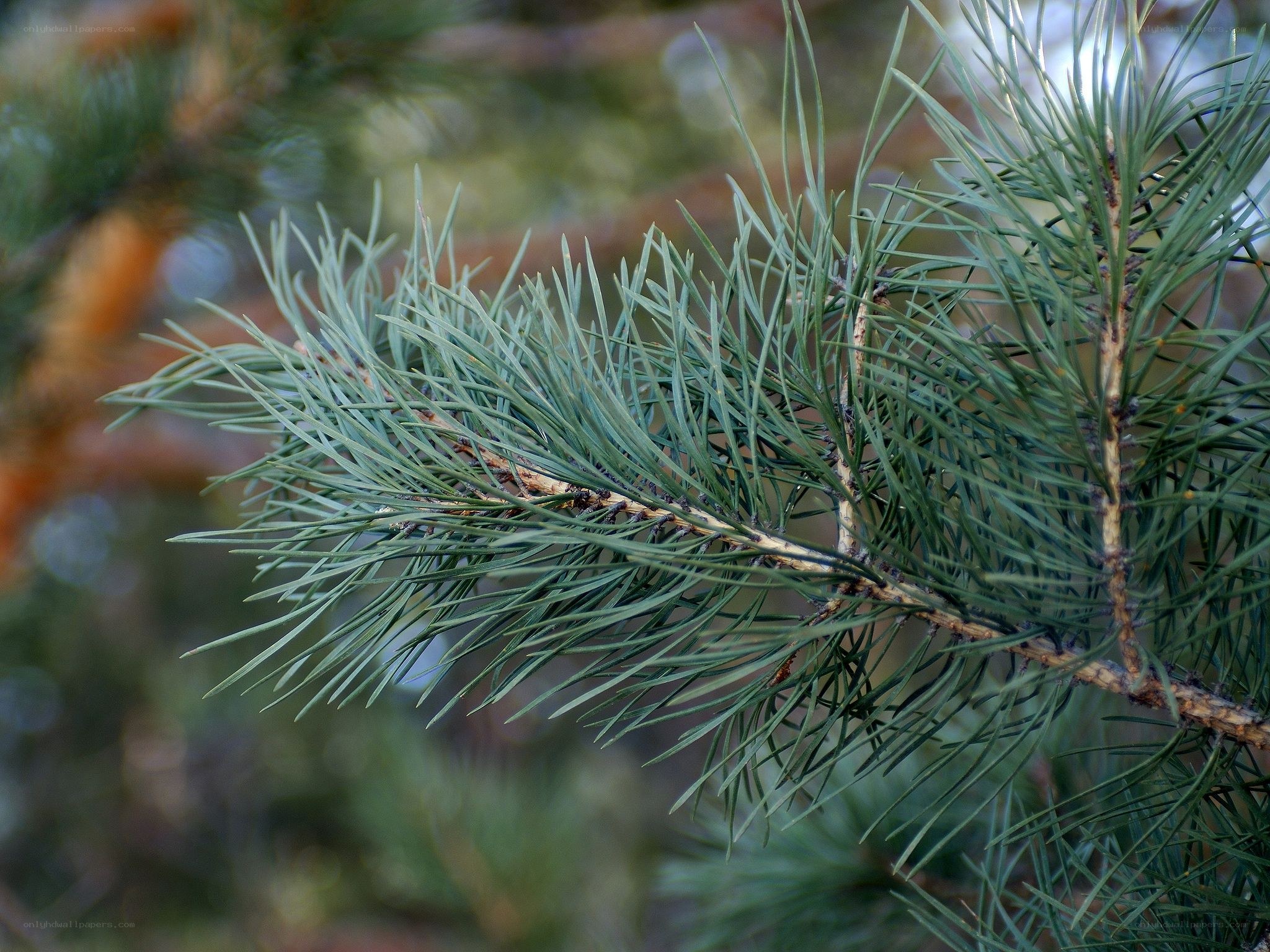 Close-up of pine needles