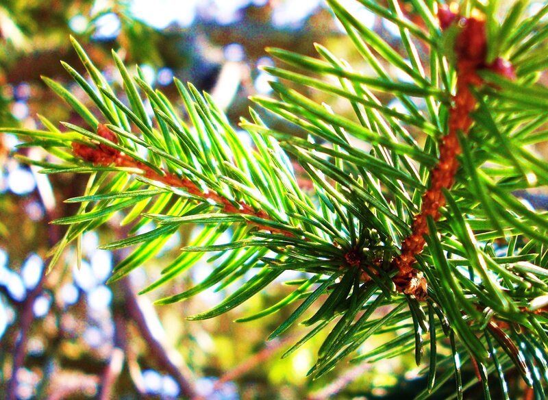 Close-up of pine needles