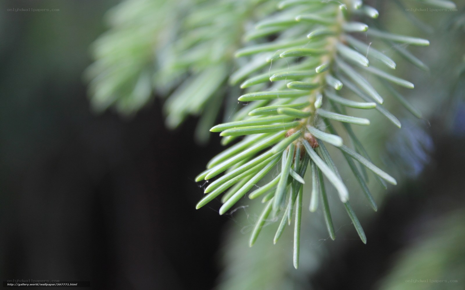 Close-up of pine needles