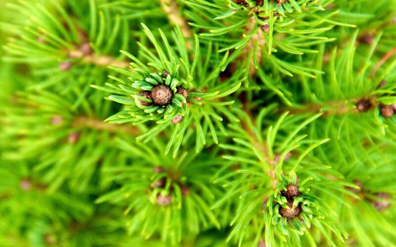 Close-up of pine needles and cones