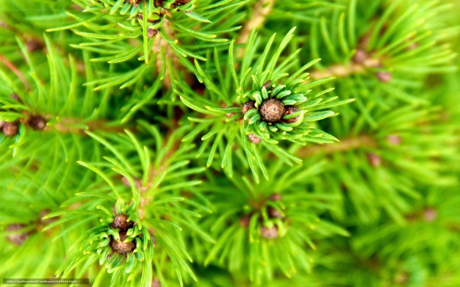 Close-up of pine needles and cones