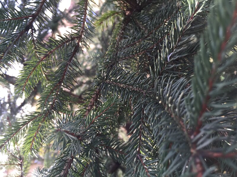 Close-up of Pine Needles — Green, Calm