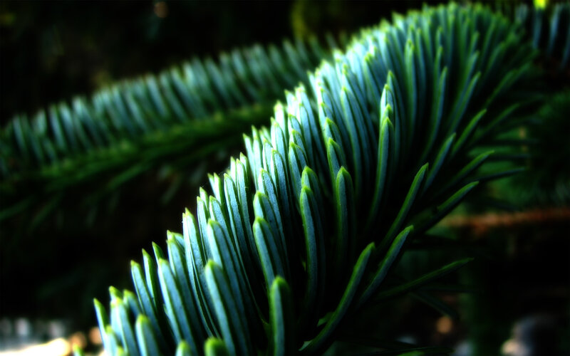 Close-up of Pine Needles — Green, Dramatic