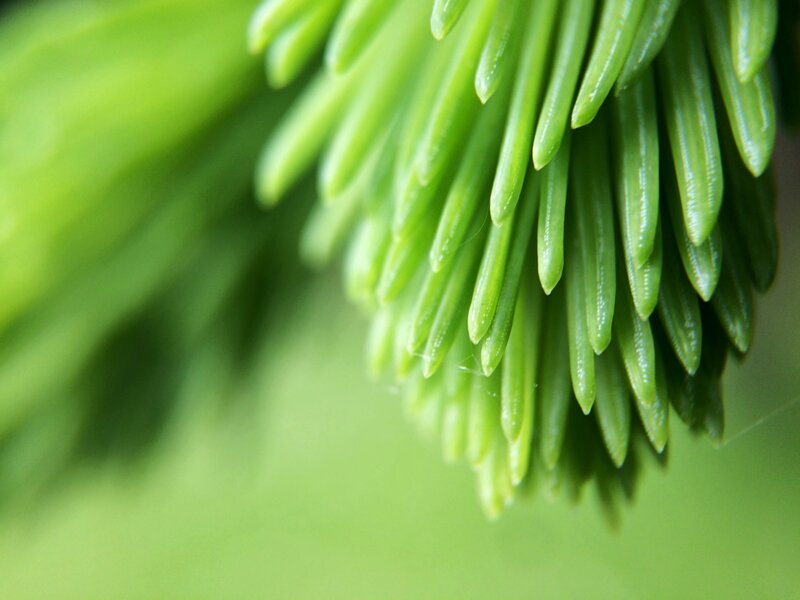 Close-up of Pine Needles — Green