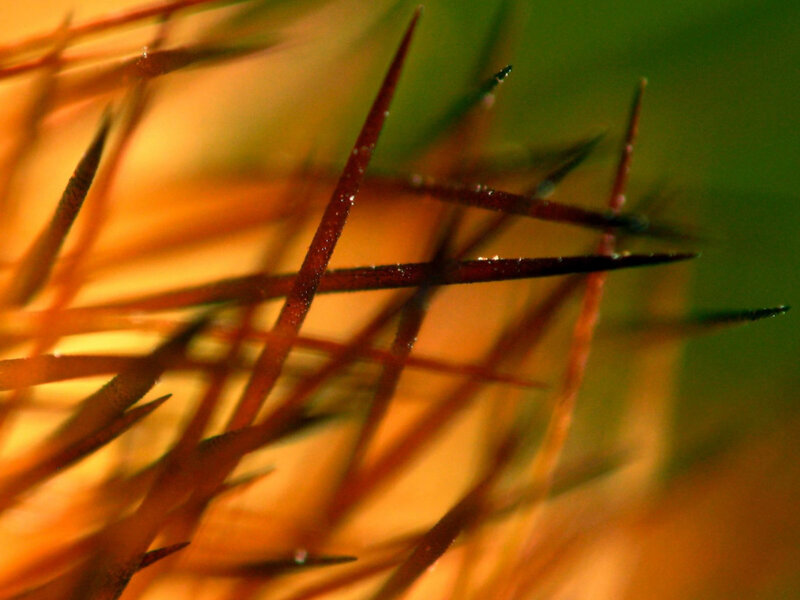 Close-up of Pine Needles — Orange