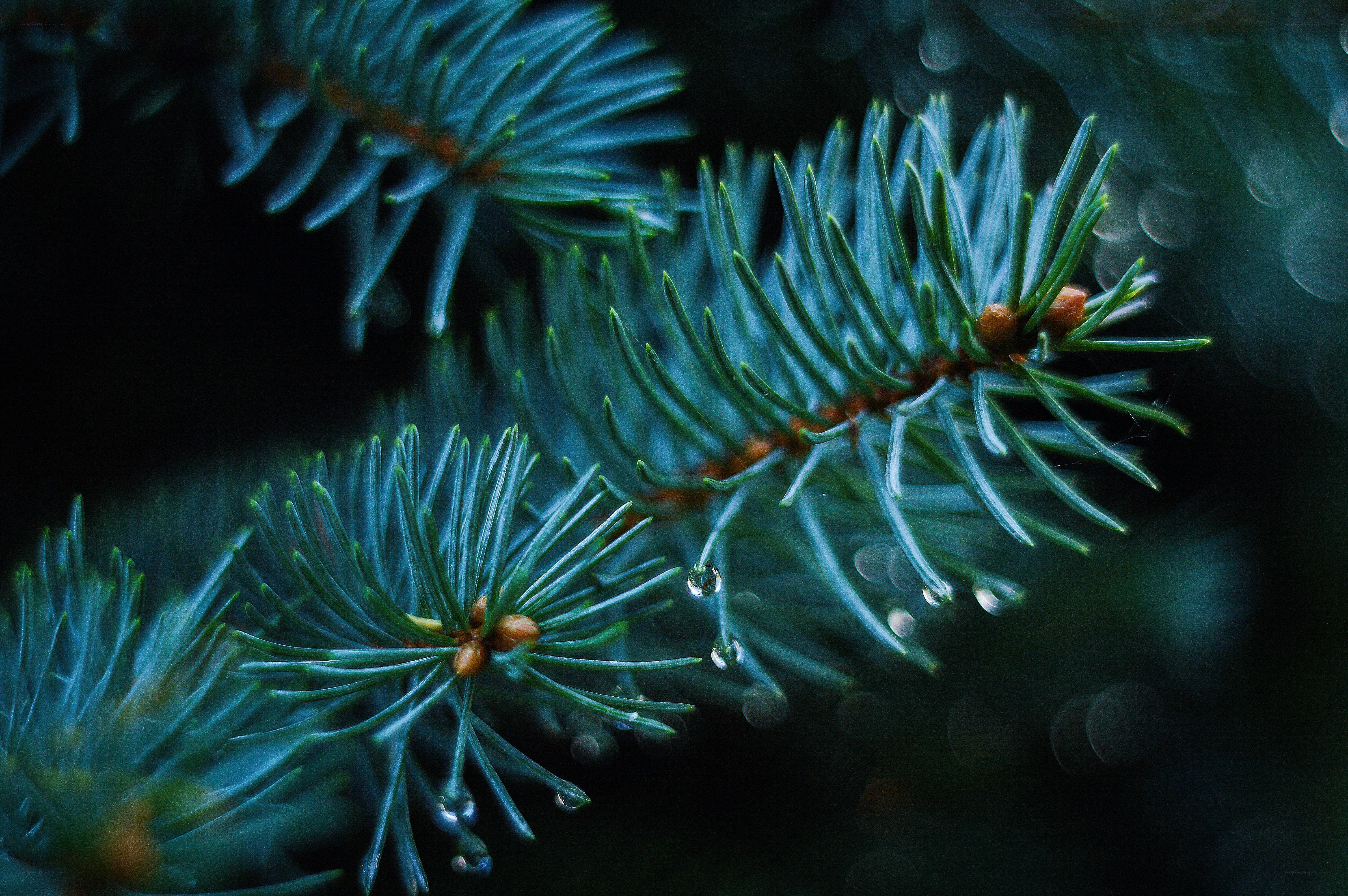 Close-up of pine needles with dew