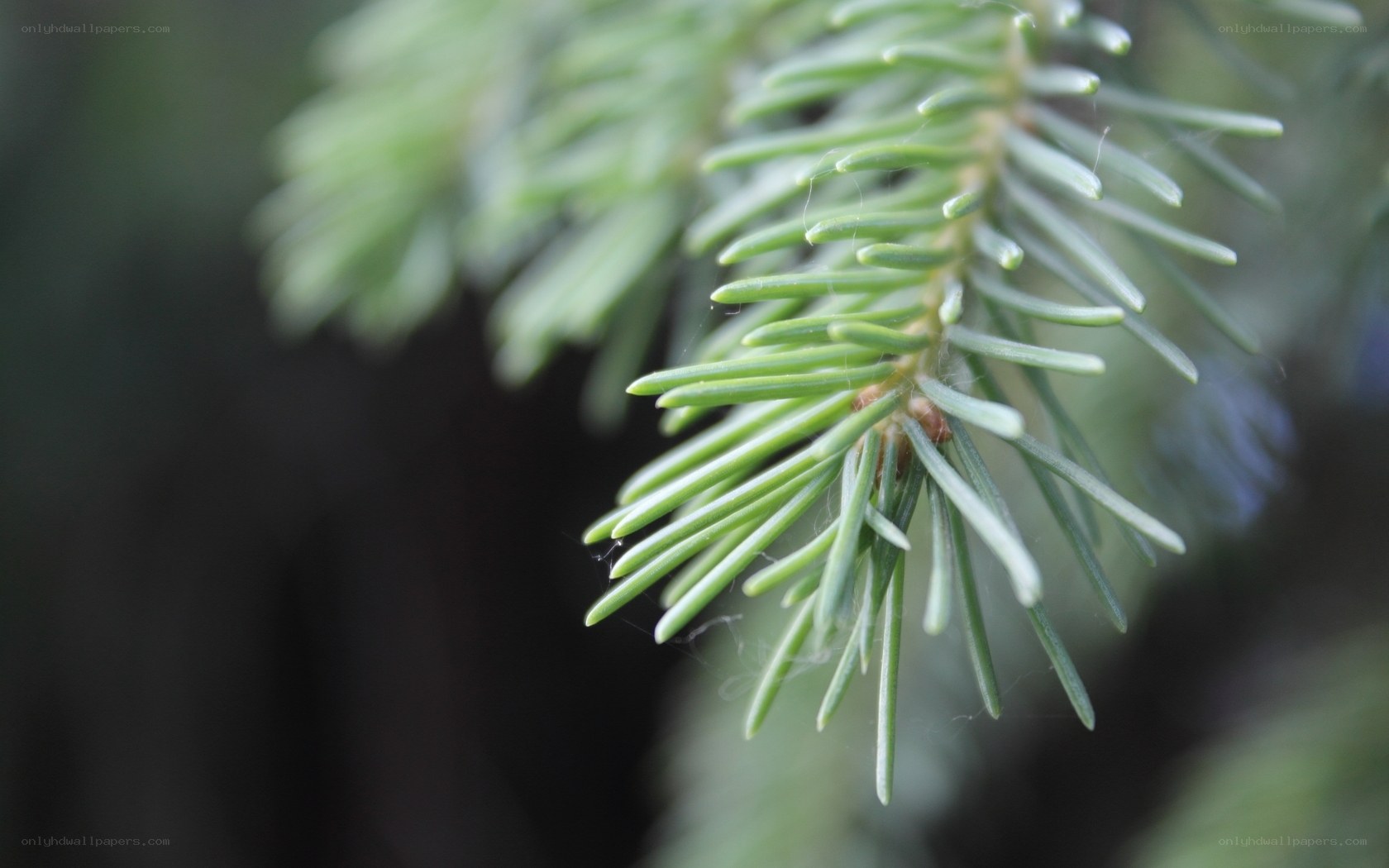 Close-up of pine needles
