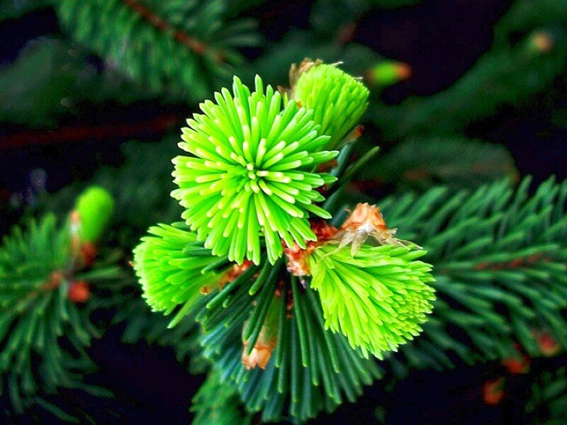 Close-up of pine sprouts