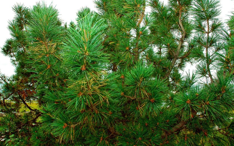 Close-up of pine tree branches