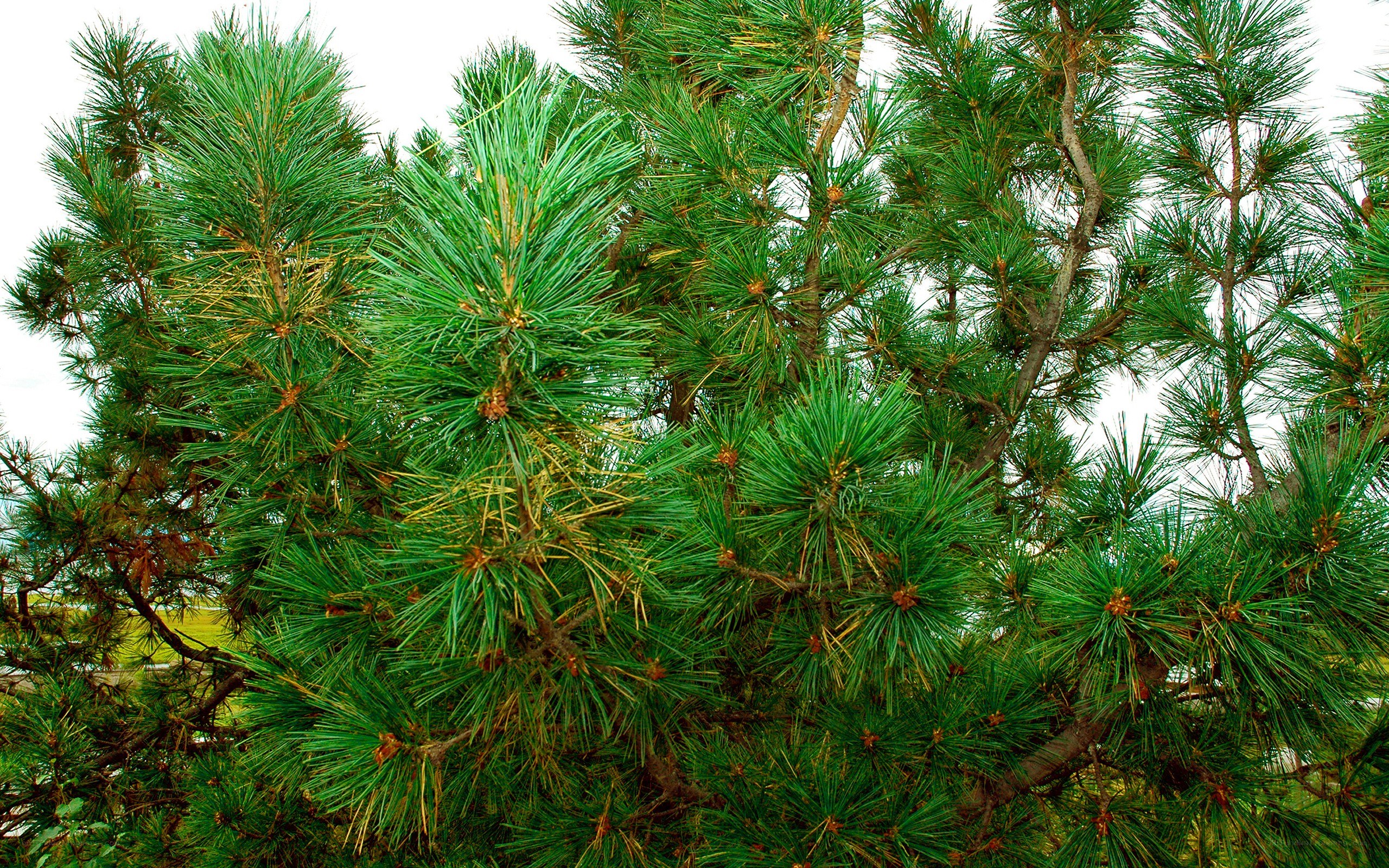 Close-up of pine tree branches
