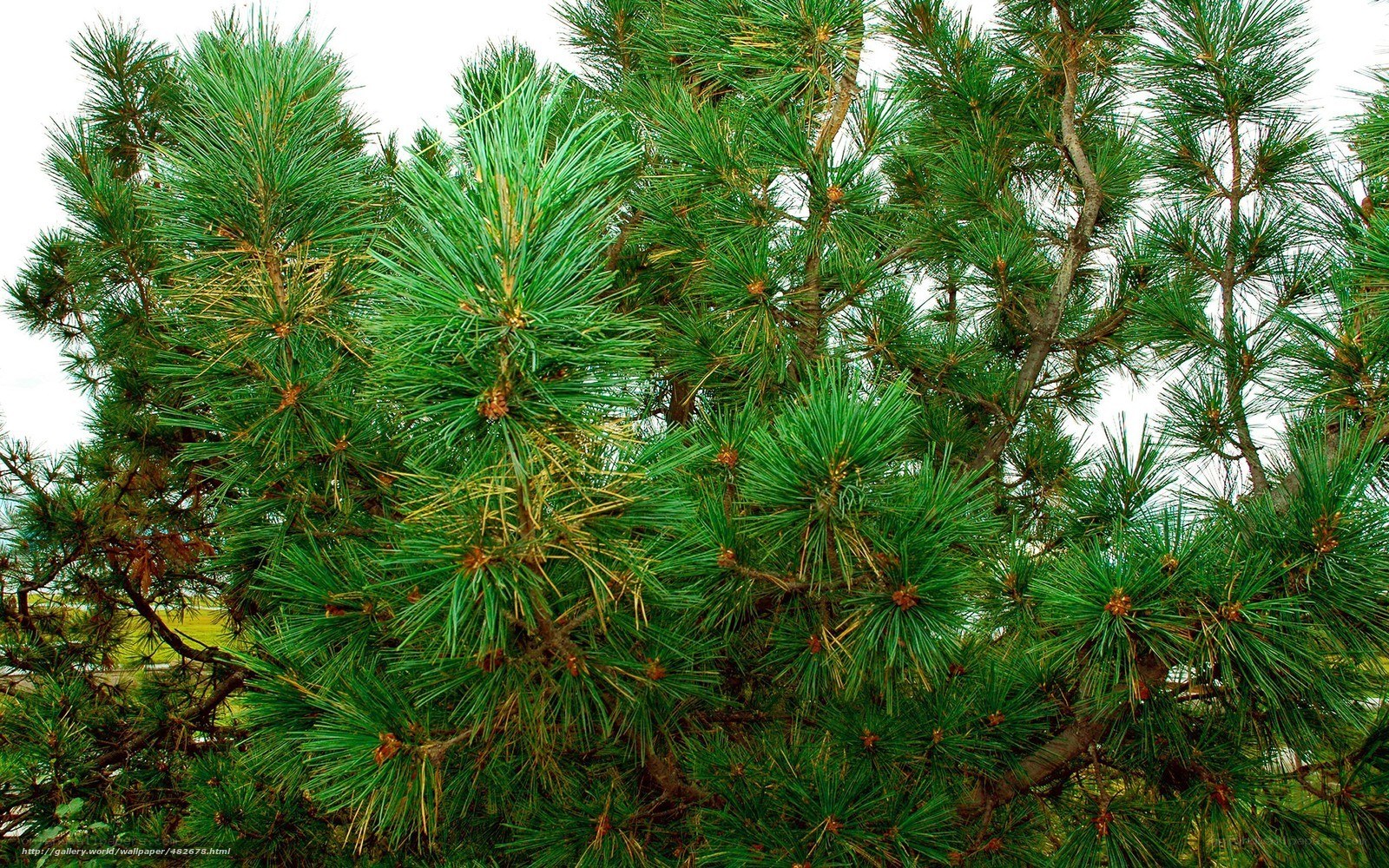 Close-up of pine tree branches